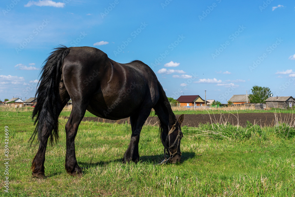 pregnant black horse in a meadow against a blue sky pregnant black horse in a meadow against a blue sky