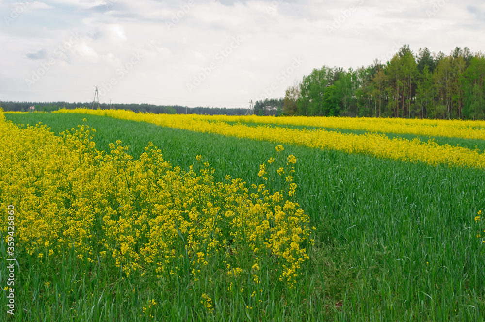 Rapeseed field in spring. Yellow oil rape seeds in bloom. Field of rapeseed - plant for green energy