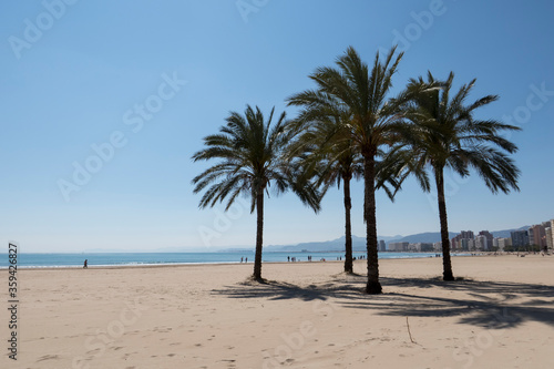 palm trees on the beach of cullera without people