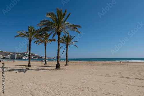 palm trees on the beach of cullera without people