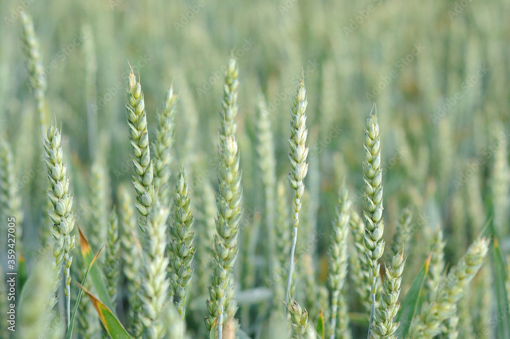 Wheat field in early summer closeup. Shallow depth of field