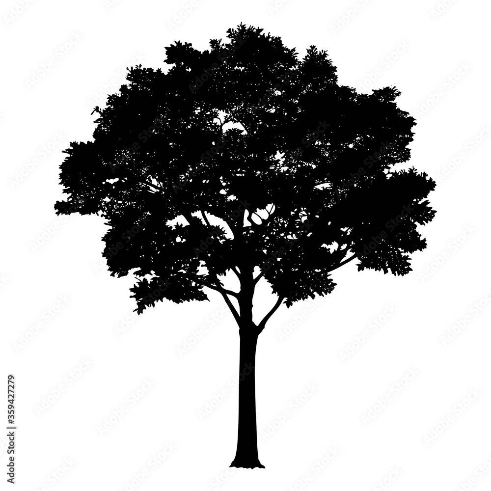Fototapeta premium Vector tree silhouette isolated on white background