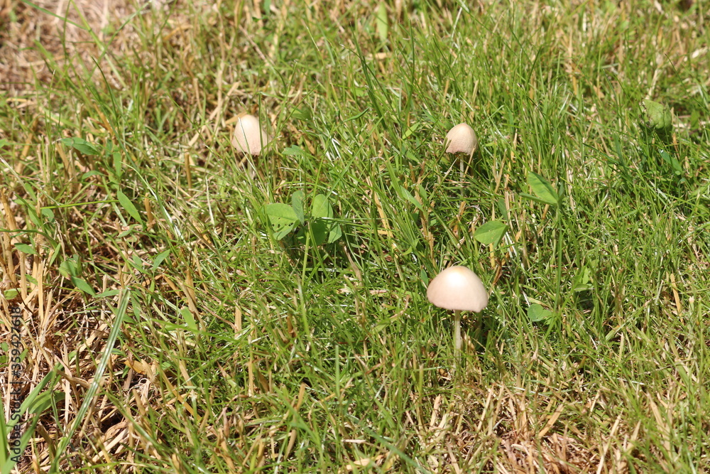 Mushrooms grew in a meadow after summer rain
Mushrooms grew in a meadow after summer rain