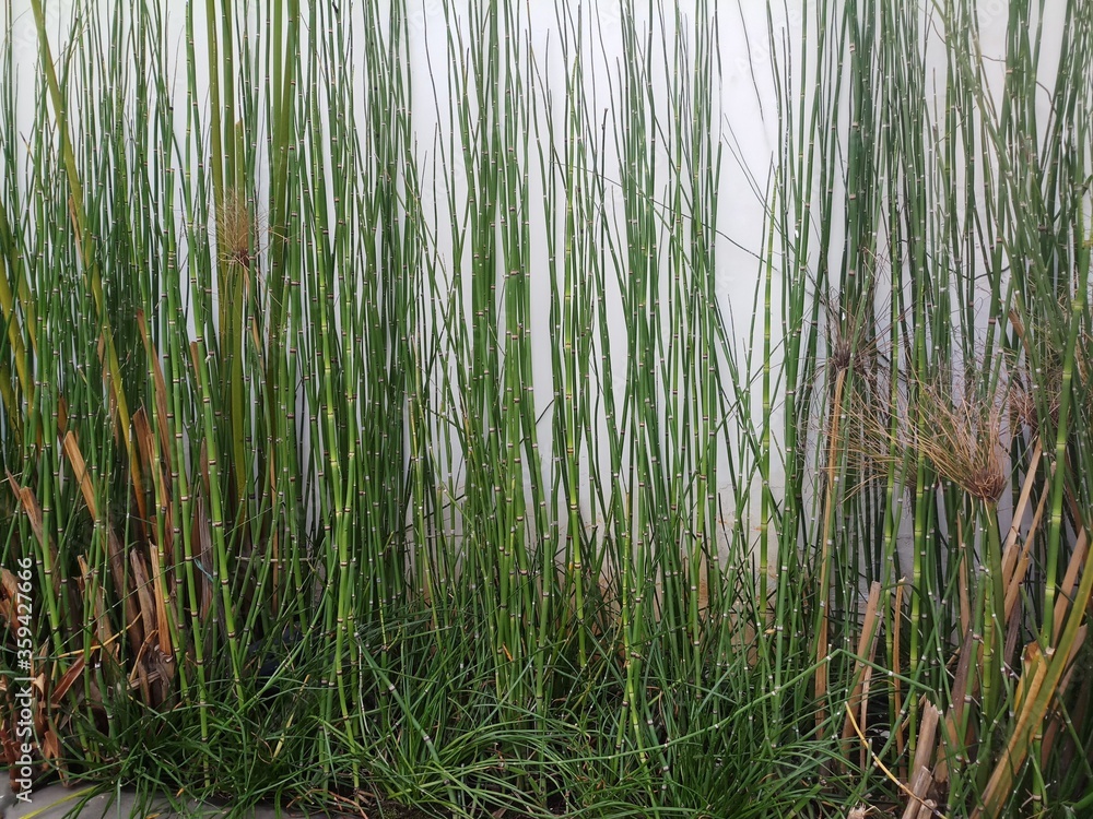 green grass in the wind green grass in the wind