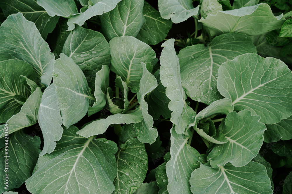 green leaves of cabbage with raindrops green leaves of cabbage with raindrops