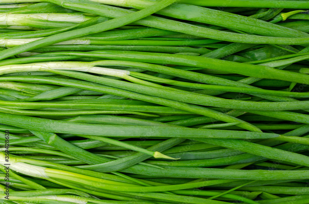 Background green onion leaves. Background green onion leaves.