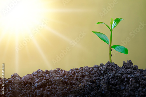 Agriculture and plant grow sequence with morning sunlight and green blur background. Germinating seedling grow step sprout growing from seed.
