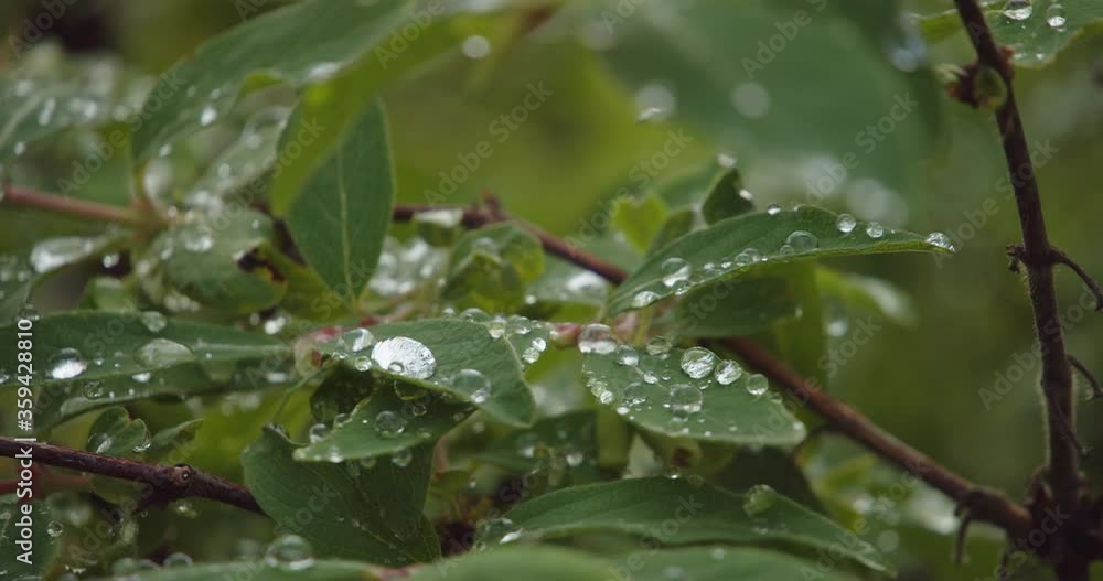 Dewdrops on the green leaves of a shrub. Close-up view Dewdrops on the green leaves of a shrub. Close-up view