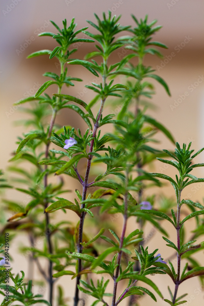 Purple flowers on thyme aromatic perennial evergreen herb Purple flowers on thyme aromatic perennial evergreen herb