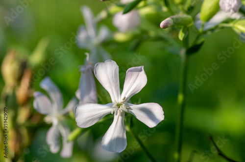 Saponaria officinalis white flowering soapweed flowers, wild uncultivated plant in bloom photo