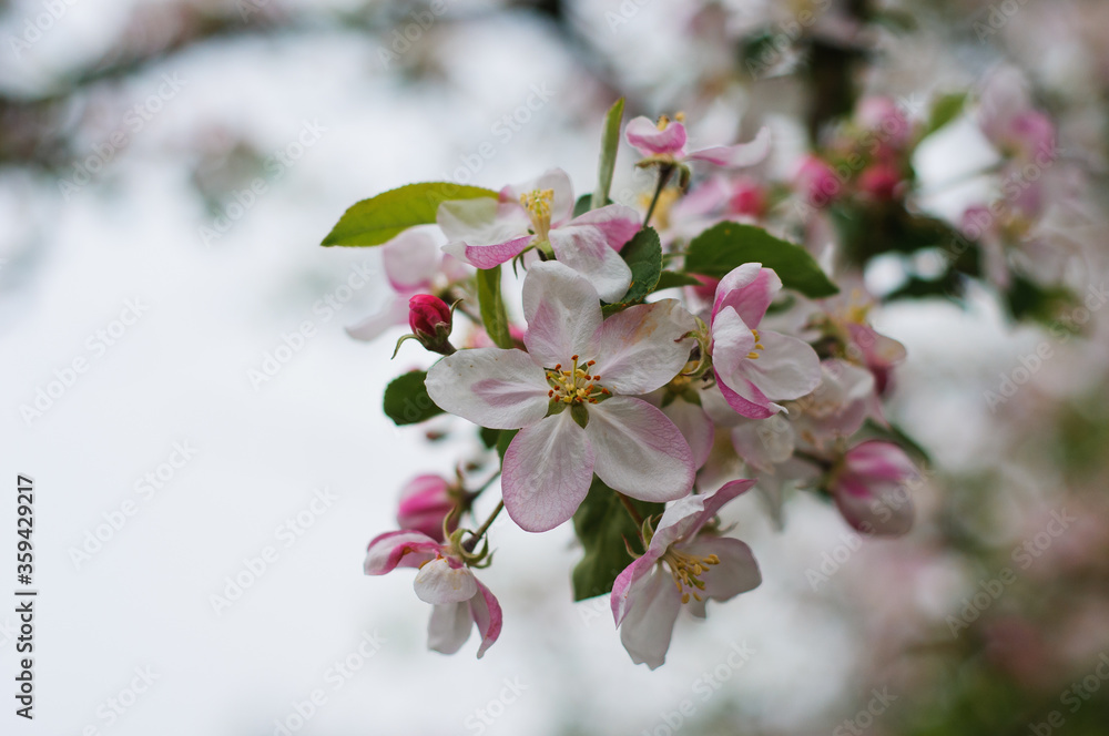 flowering apple tree in spring flowering apple tree in spring