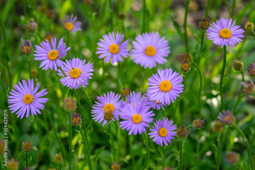 Fototapeta Aster tongolensis beautiful groundcovering flowers with violet purple petals and orange center, flowering plant in bloom