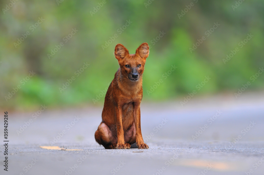 Asian Wild Dog or Dhole ,Reddish brown or gray-brown hair Bushy tail, long bush Live in dense forests Living in a flock at dawn and blazing Asian Wild Dog or Dhole ,Reddish brown or gray-brown hair Bushy tail, long bush Live in dense forests Living in a flock at dawn and blazing