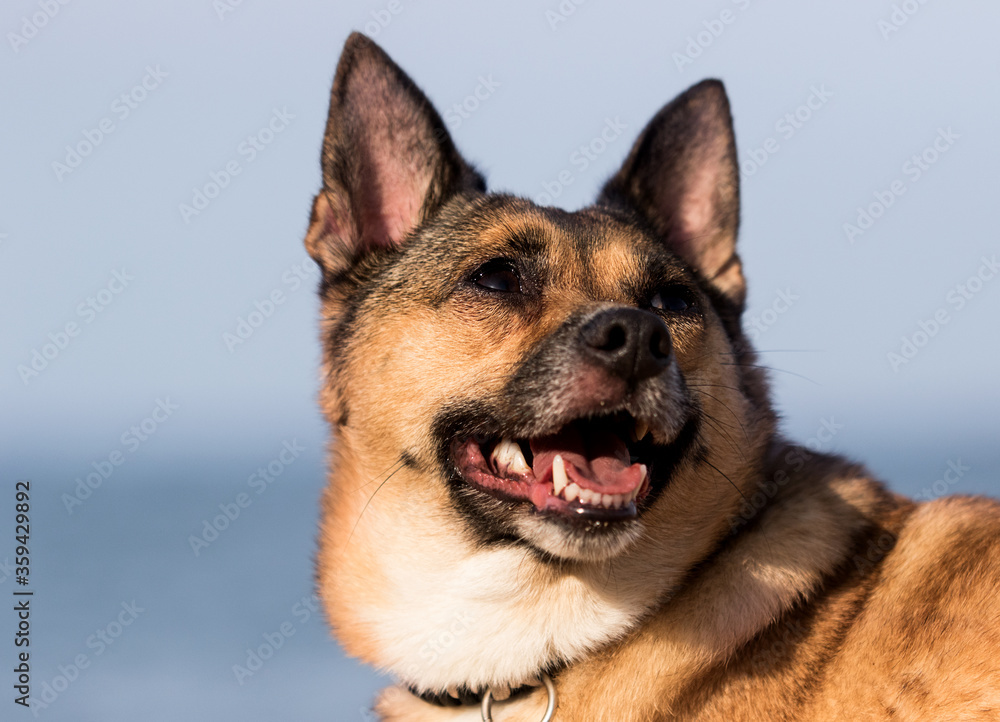 muzzle red dog on the sea beach