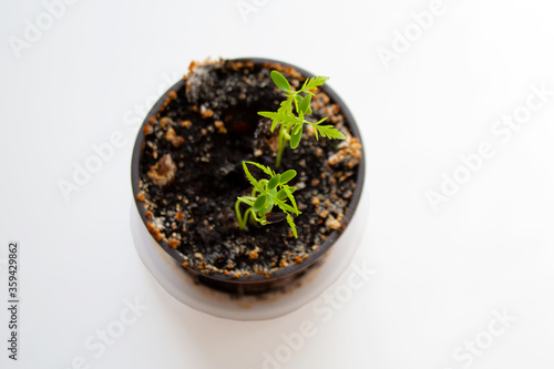 Fresh small plum tree seedlings in plastic pot isolated on white background from a high angle view