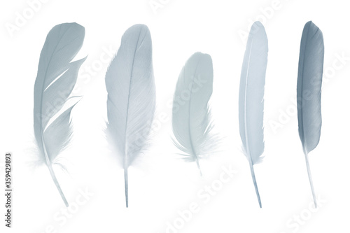 Beautiful collection gray , baby blue feather isolated on white background