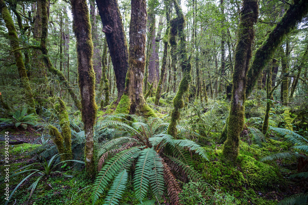 New Zealand forest New Zealand forest