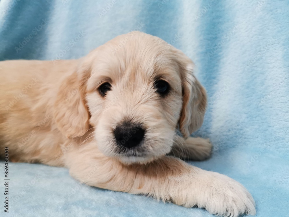 Goldendoodle Puppy on Blue Fabric