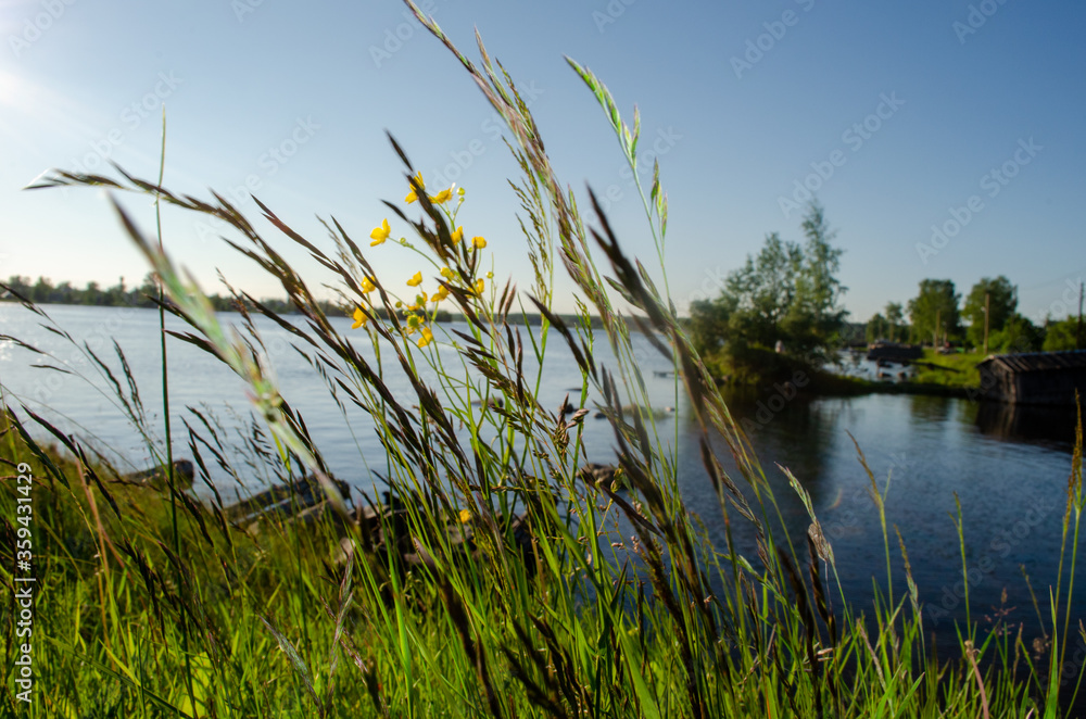 Fototapeta premium Beautiful flowers and greens at lake near Orsha town, Russia 2014. 
