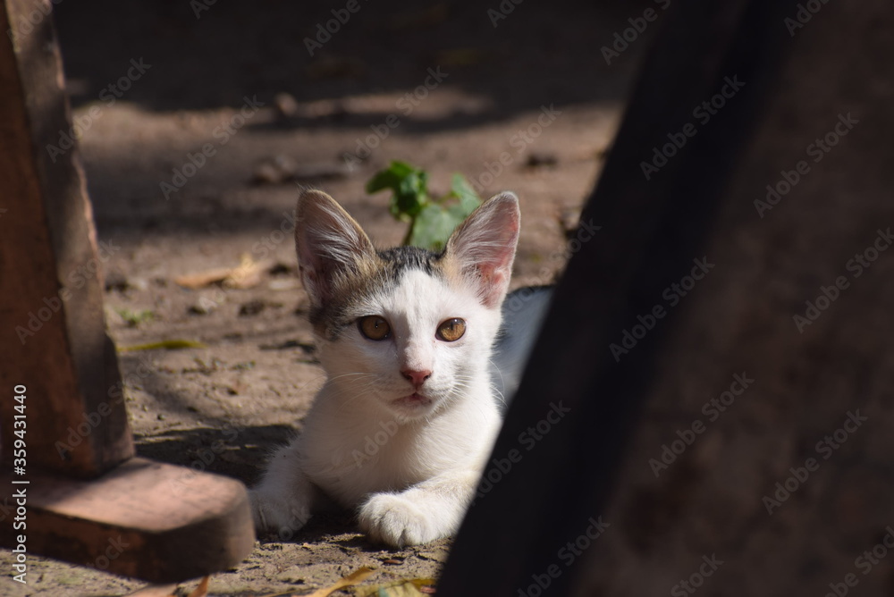 Obraz premium cat