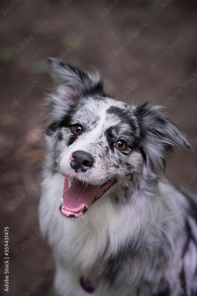 beautiful border collie dog