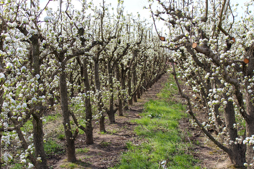 Pear blossom field in Aitona, Catalonia, Spain Pear blossom field in Aitona, Catalonia, Spain