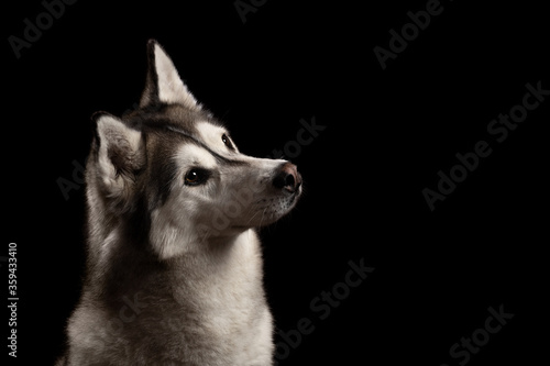 isolated siberian husky dog tilting her head profile close up head shot portrait against a black background © Oszkár Dániel Gáti