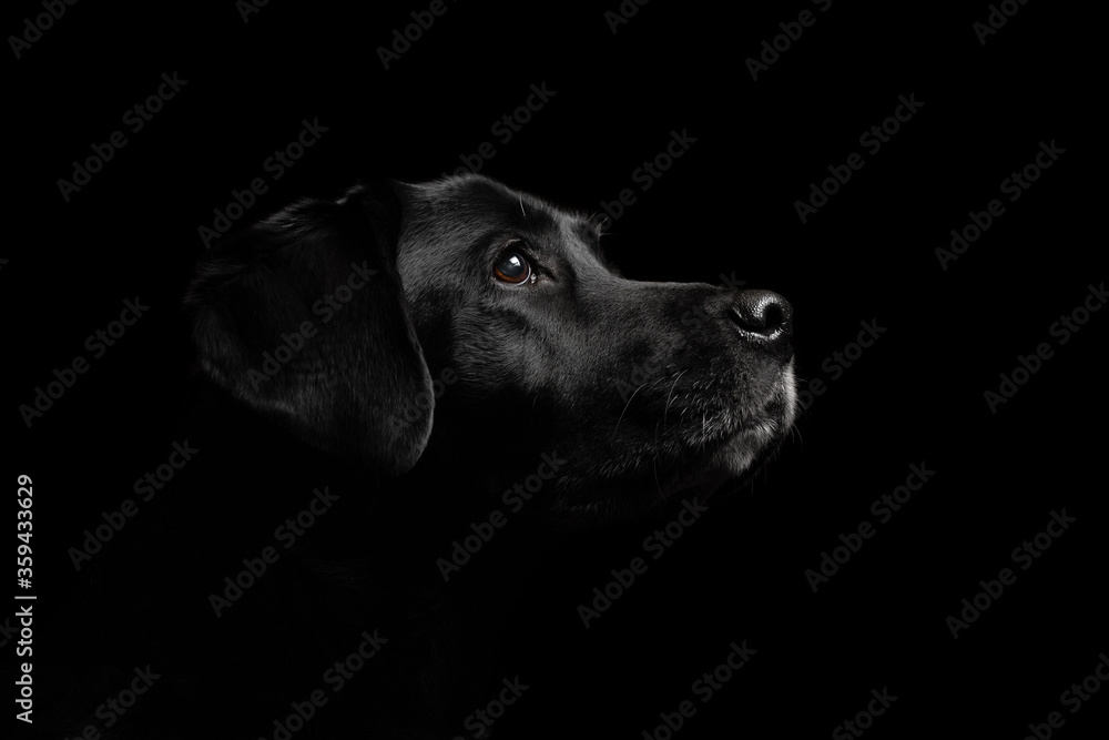 isolated black labrador retriever profile close up head shot portrait looking up against a black background isolated black labrador retriever profile close up head shot portrait looking up against a black background