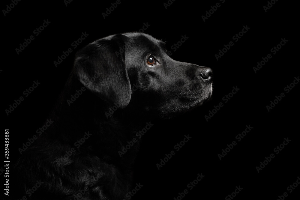 isolated black labrador retriever profile close up head shot portrait against a black background