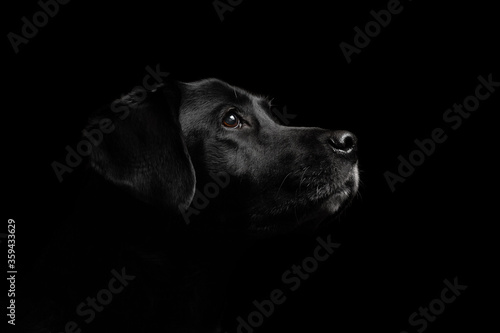 isolated black labrador retriever profile close up head shot portrait looking up against a black background