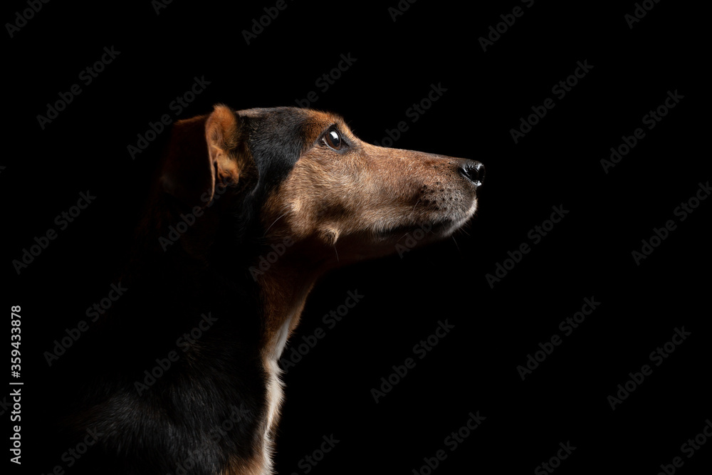 lovely isolated mixed breed dachshund type dog profile close up head shot portrait against a black background