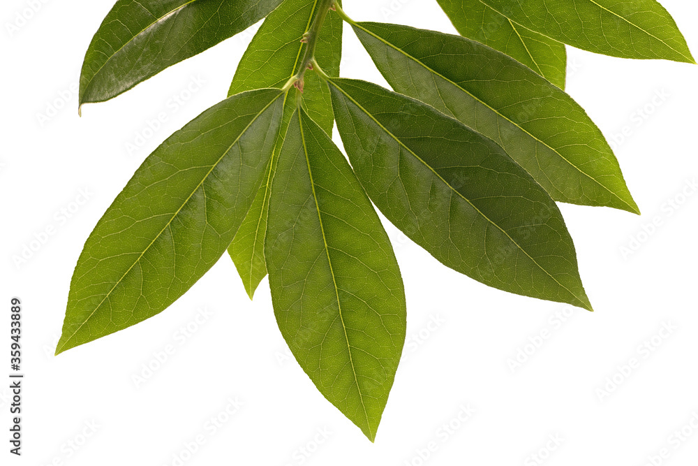 Green laurel leaf isolated on white background. Fresh bay leaves. Top view Green laurel leaf isolated on white background. Fresh bay leaves. Top view