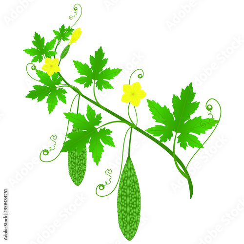 Momordica charantia bitter melon with fruits and flowers on a branch with leaves.