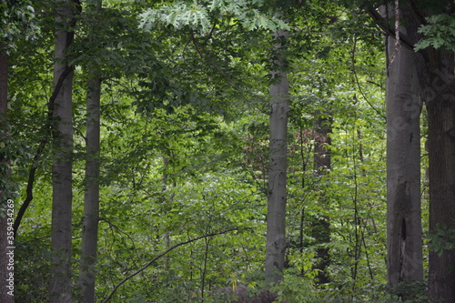 trees in the forest