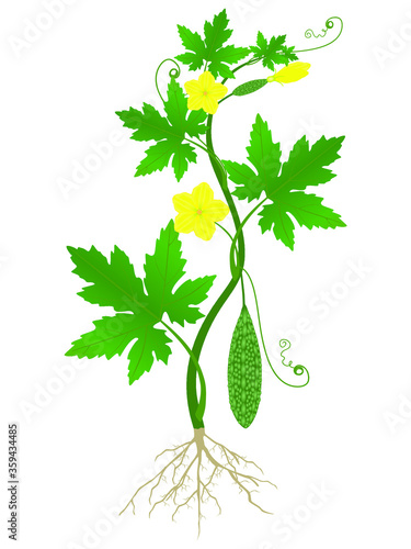 Momordica charantia plant with roots on a white background.