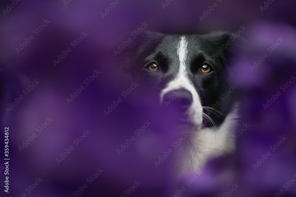 adorable border collie isolated sitting behind purple iris flowers