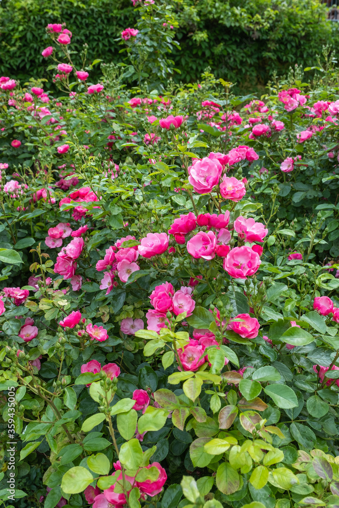 Rosa 'Angela 'Strauchrose' Rosa 'Angela 'Strauchrose'