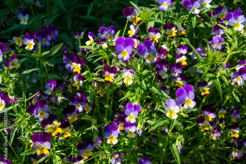 Colored pansies blossomed on the flowerbed