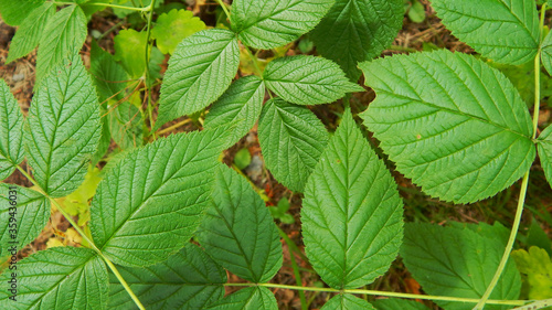 
green raspberry leaves