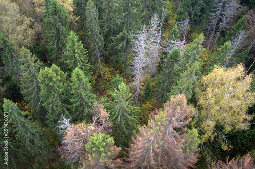 Aerial view of an autumn forest from a hot air balloon © Maria
