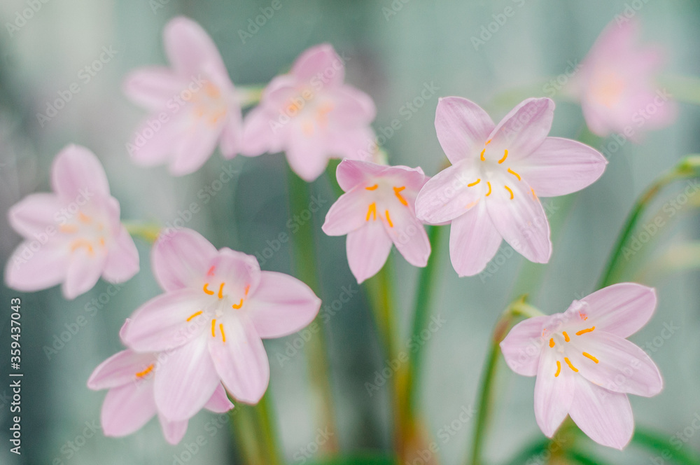 daffodil flowers spring mood daffodil flowers spring mood