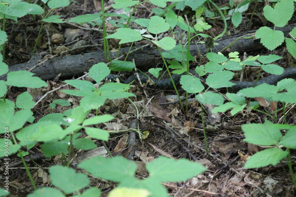 Already creeps along a fallen tree in a summer forest Already creeps along a fallen tree in a summer forest