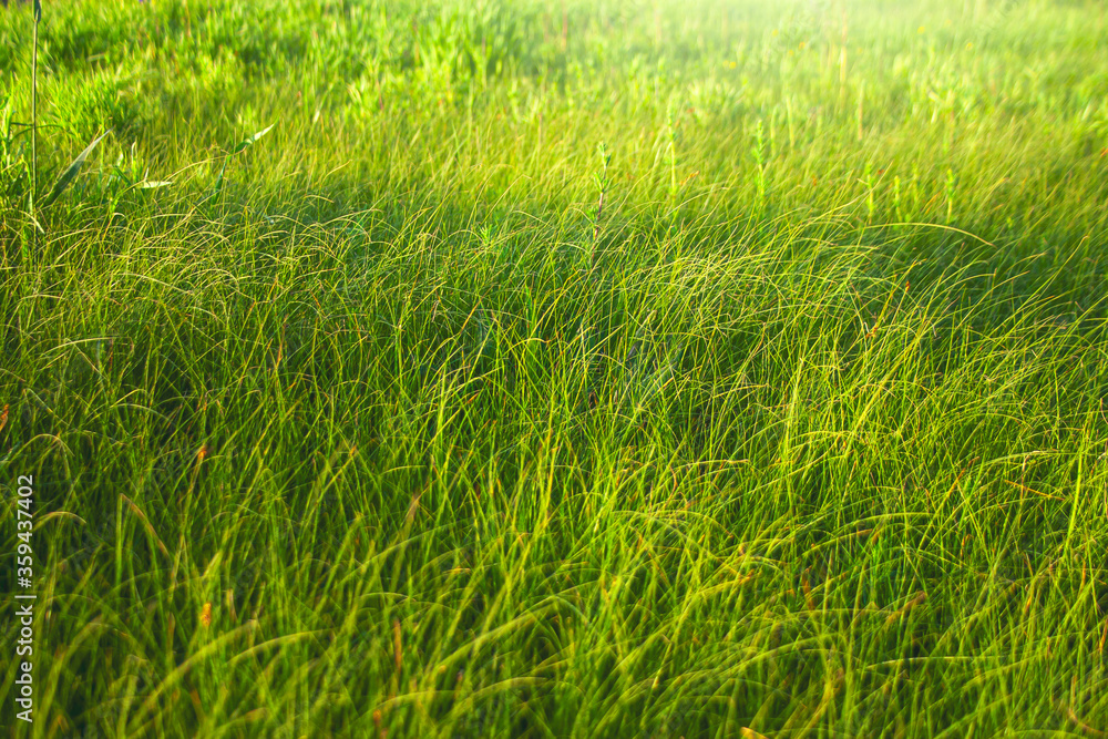Obraz premium Tall green grass background.