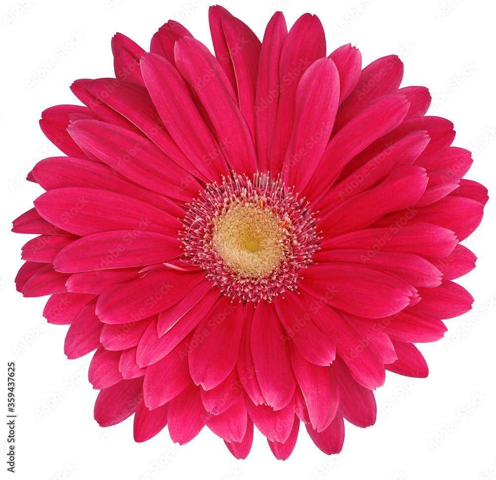 Pink gerbera flower  isolated on a white  background. No shadows with clipping path. Close-up. Nature.