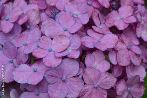 hydrangea