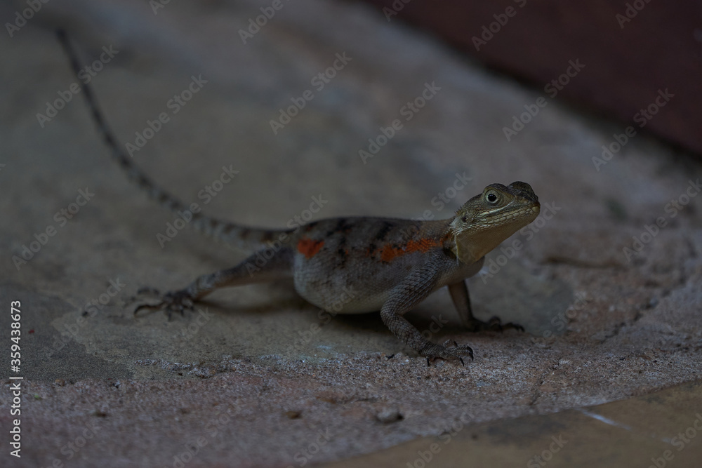 Fototapeta premium Common agama red headed rock agama or rainbow agama a lizard family Agamidae female Amboseli Kenya