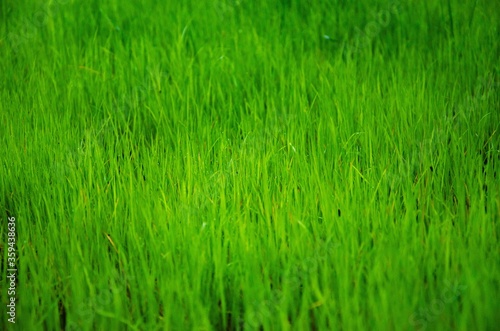 Light green young grass background texture