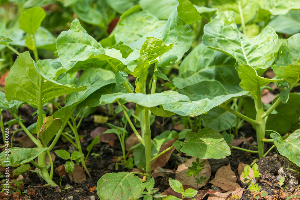 Fototapeta premium Kale in a field grown naturally