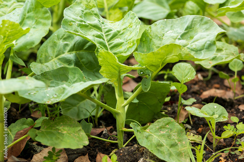 Kale in a field grown naturally