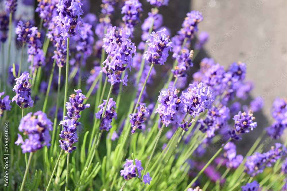 Lavender Lavender
